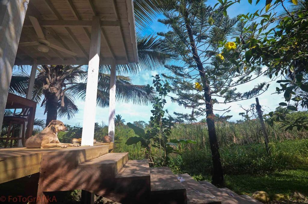 Cabarete Surf Camp Hotel Exterior foto